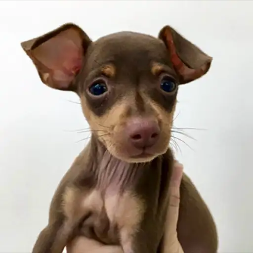 ミニチュア・ピンシャー