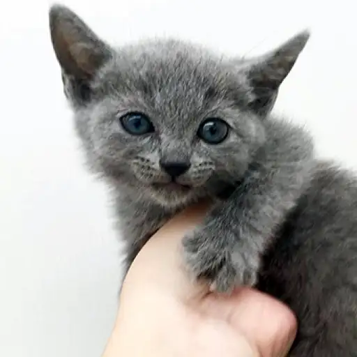 ロシアンブルー