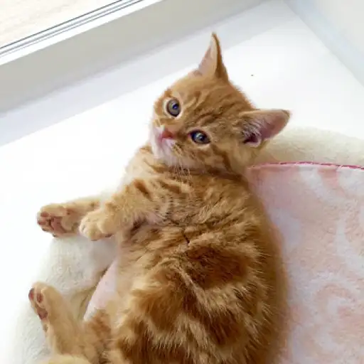 アメリカンショートヘア