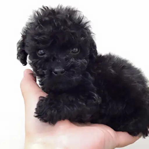 トイ・プードル