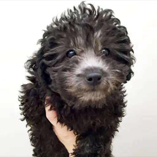 トイ・プードル