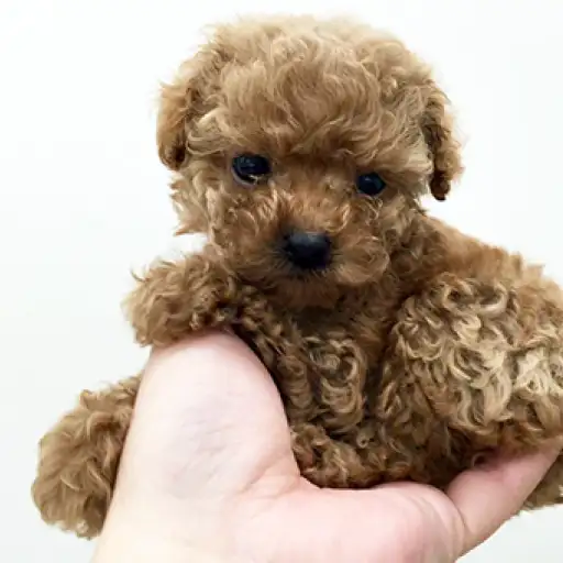 トイ・プードル