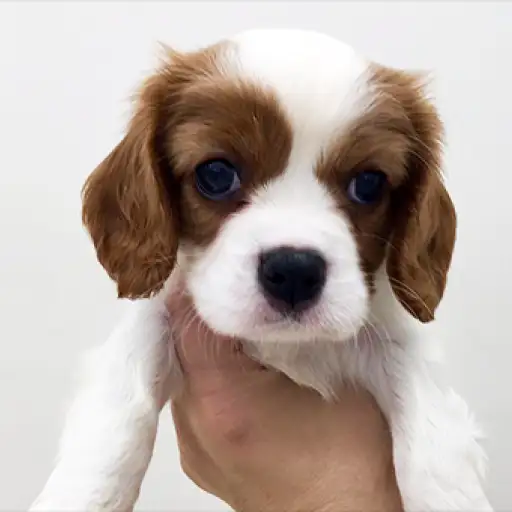 キャバリア・キングチャールズ・スパニエル