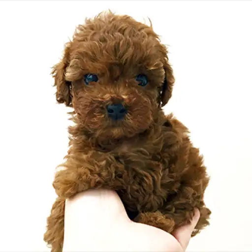 トイ・プードル