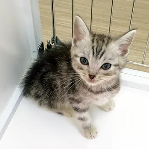 アメリカンショートヘア