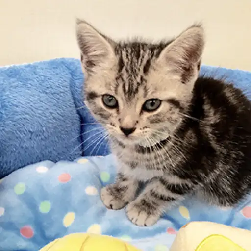 アメリカンショートヘア