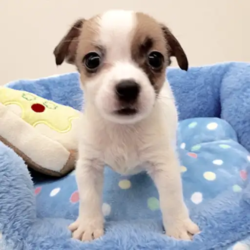 ジャックラッセルテリア