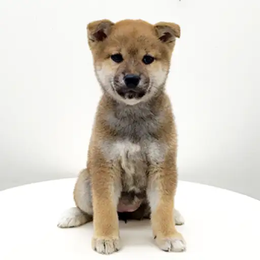 柴犬