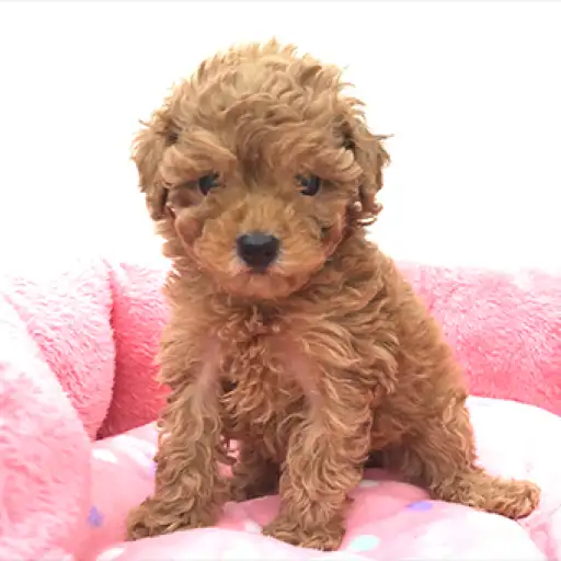 トイ・プードル