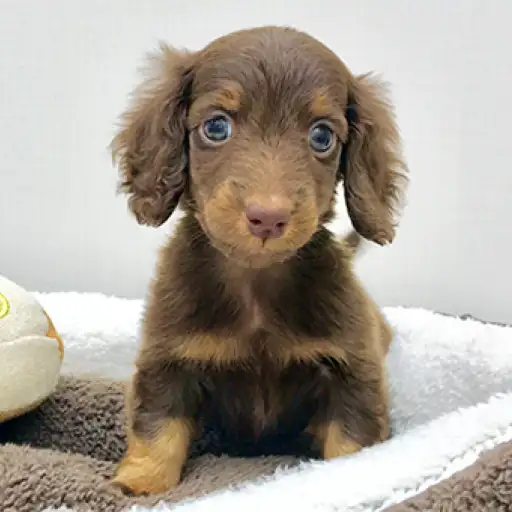 ミニチュア・ダックスフント