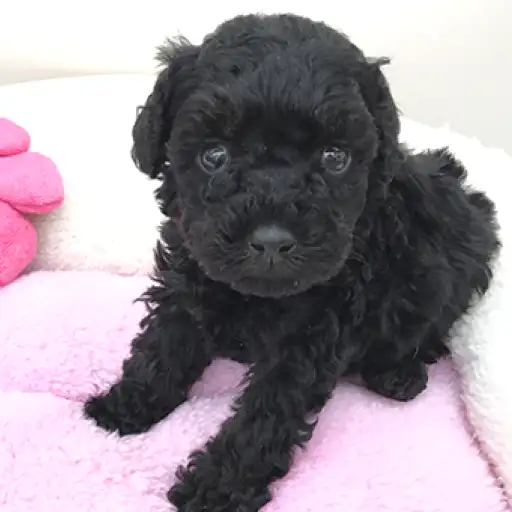 トイ・プードル