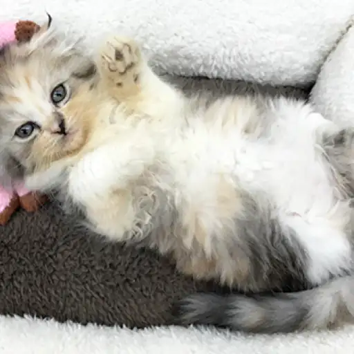 スコティッシュフォールド