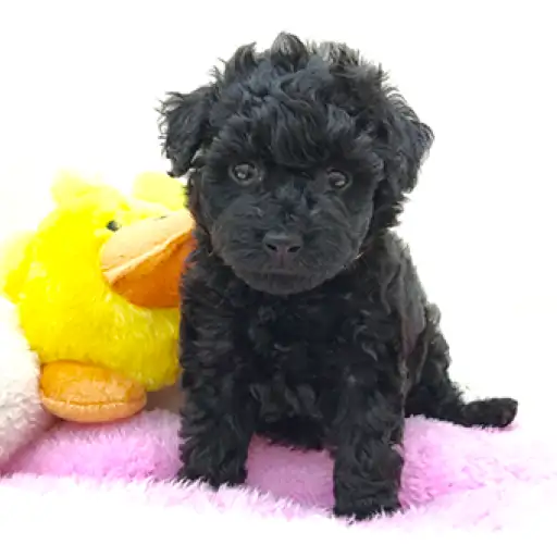 トイ・プードル