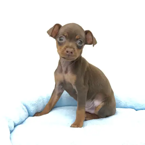 ミニチュア・ピンシャー