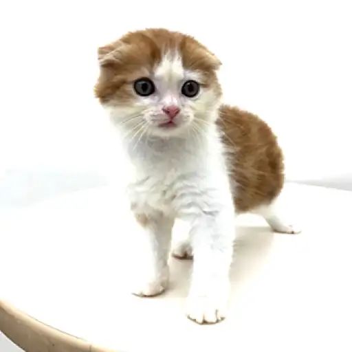 スコティッシュフォールド