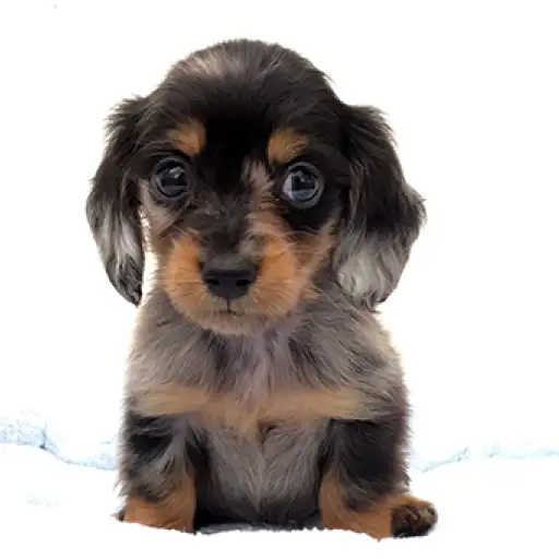 ミニチュア・ダックスフント