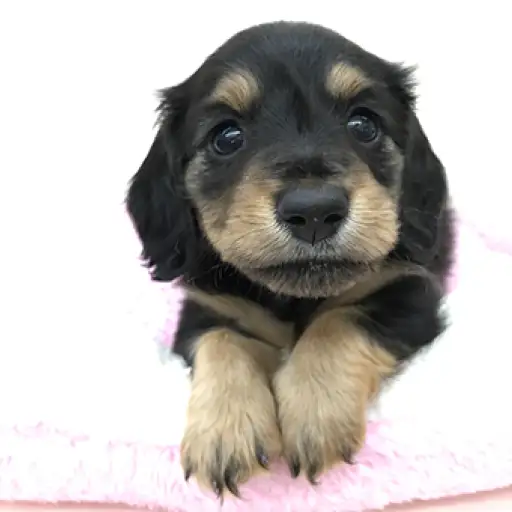 ミニチュア・ダックスフント