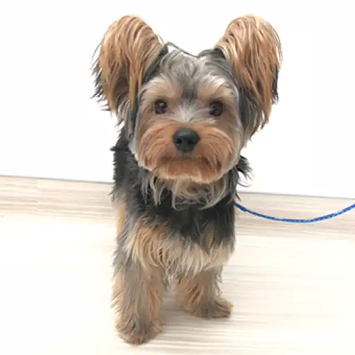 ヨークシャーテリア