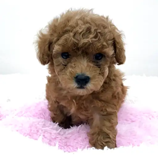 トイ・プードル