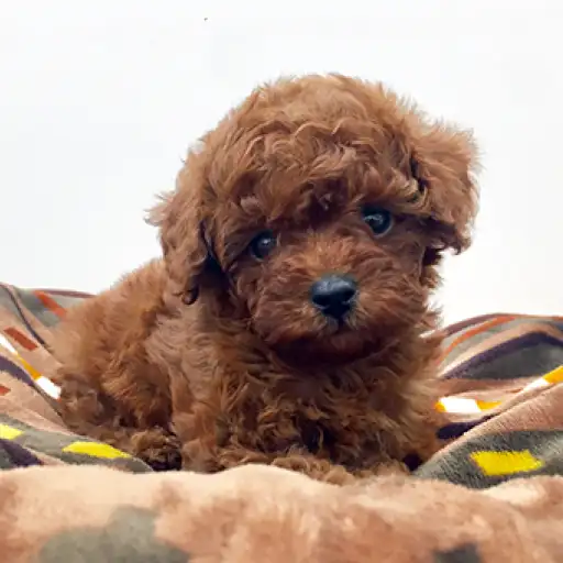 トイ・プードル