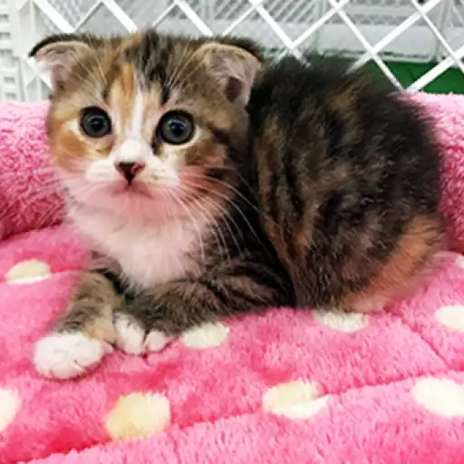 スコティッシュフォールド