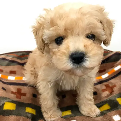 トイ・プードル