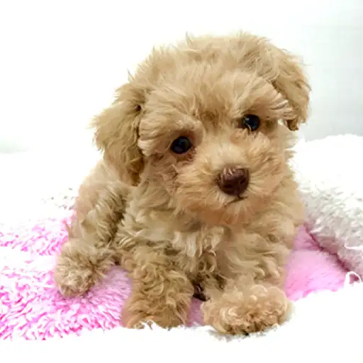 トイ・プードル