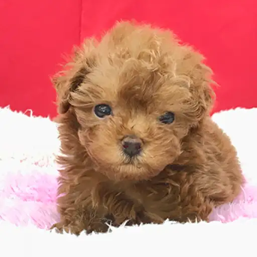 トイ・プードル