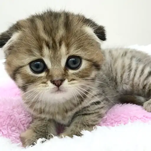 スコティッシュフォールド