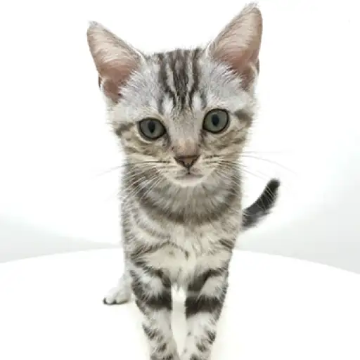 アメリカンショートヘア