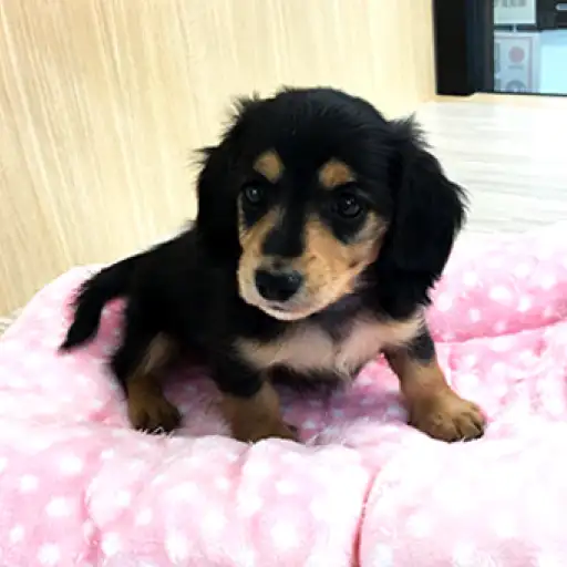 ミニチュア・ダックスフント