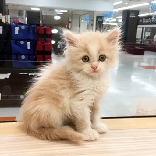 スコティッシュフォールド