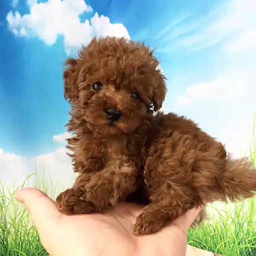 トイ・プードル