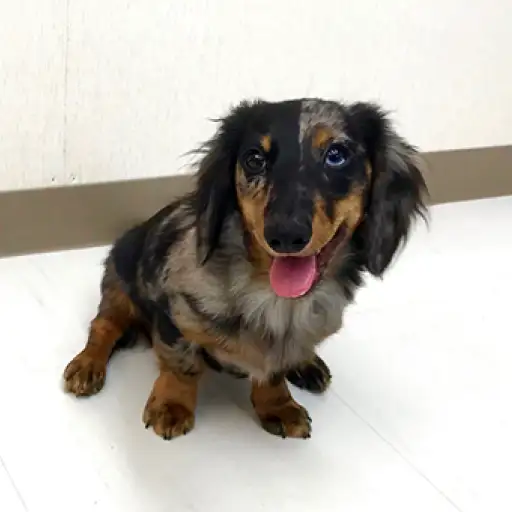 ミニチュア・ダックスフント