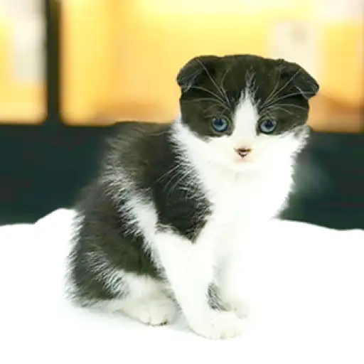 スコティッシュフォールド