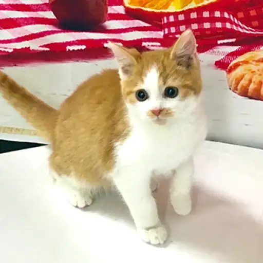 スコティッシュフォールド