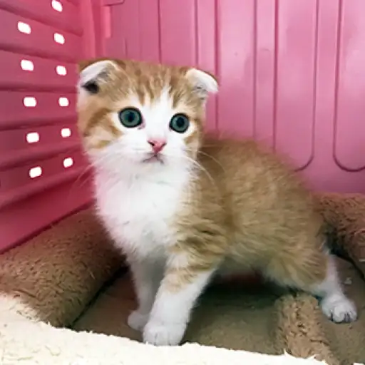 スコティッシュフォールド