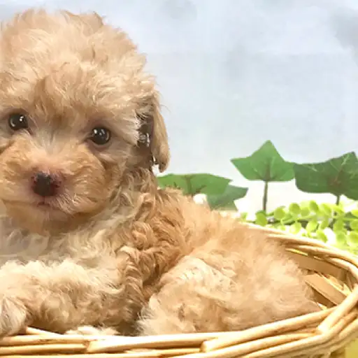 トイ・プードル