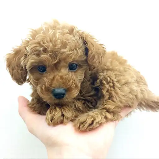 トイ・プードル