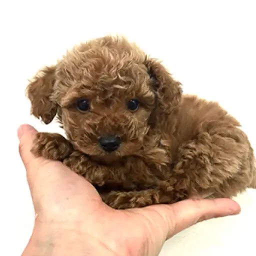 トイ・プードル