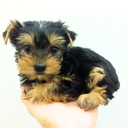 ヨークシャーテリア