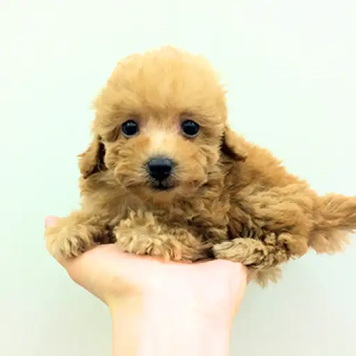 トイ・プードル