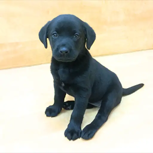 ラブラドールレトリバー