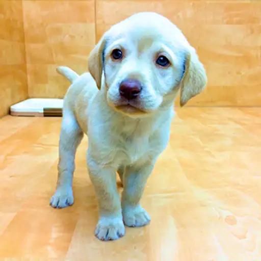 ラブラドールレトリバー