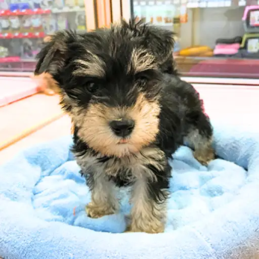 ミニチュア・シュナウザー