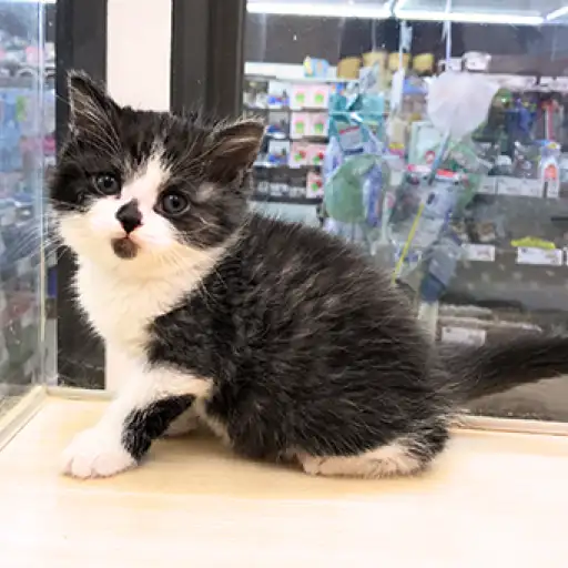 スコティッシュフォールド