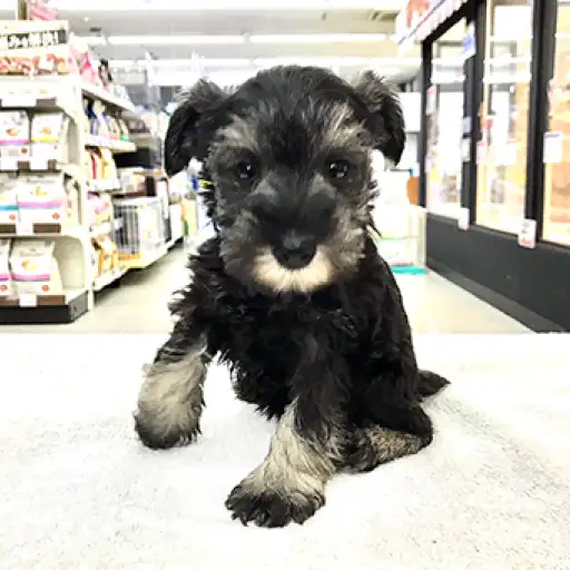 ミニチュア・シュナウザー