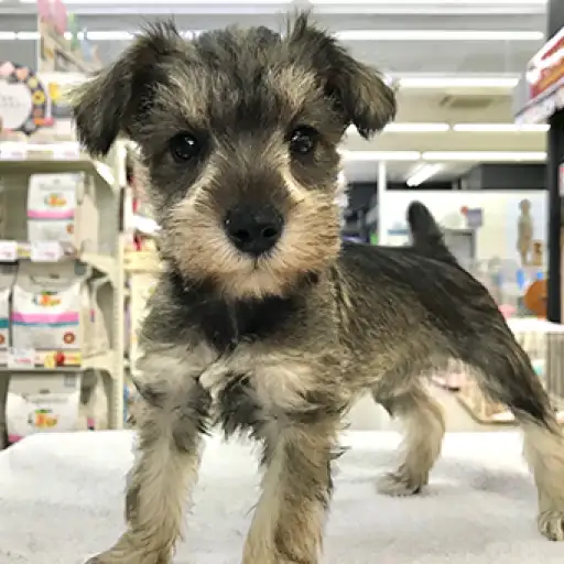 ミニチュア・シュナウザー