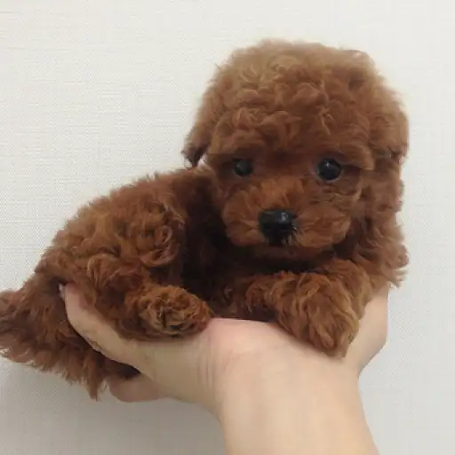 トイ・プードル