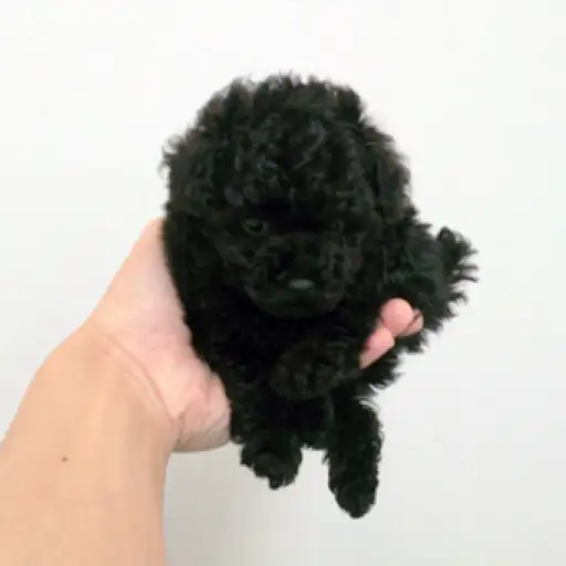 トイ・プードル